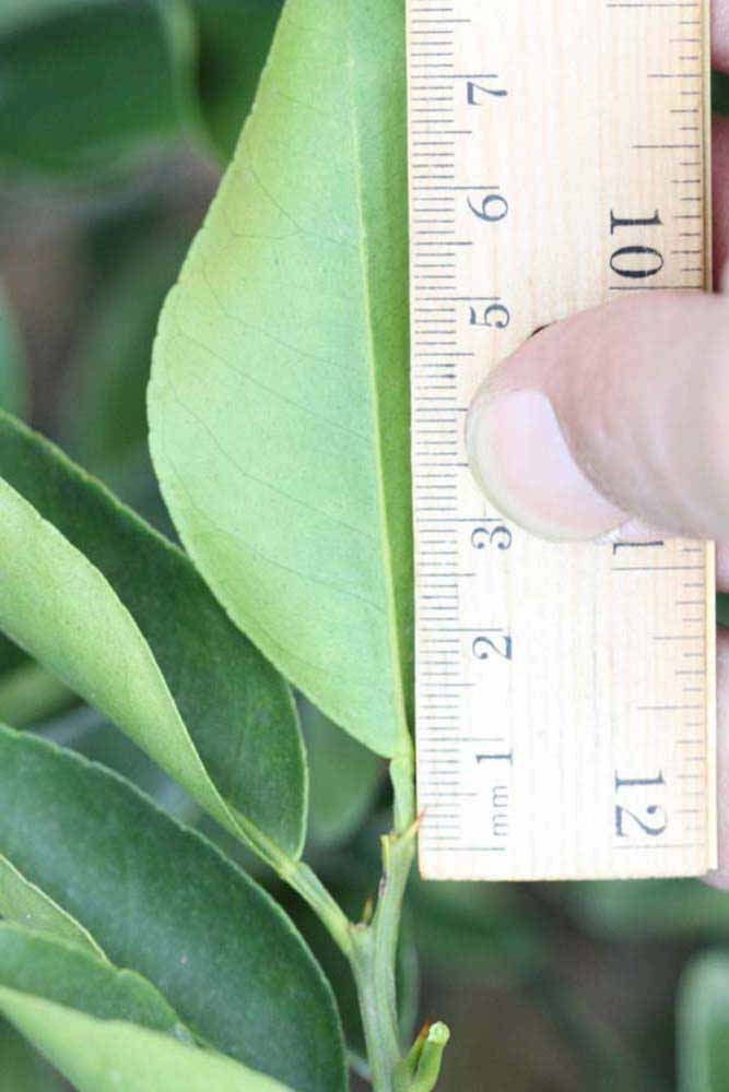              Unifoliolate leaf (Riverside, CA)       